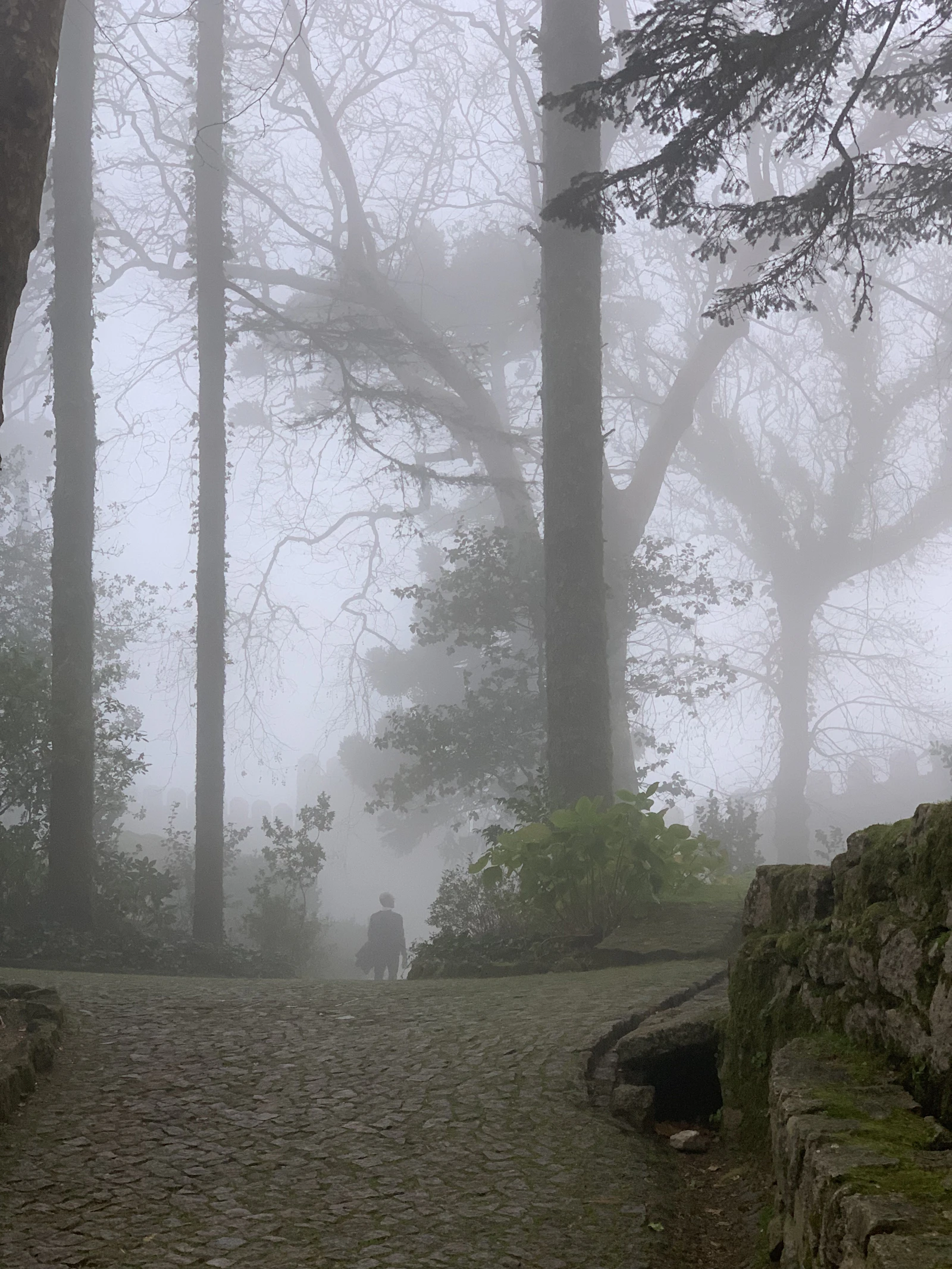 Misty forest path covered in moss in the Sintra hills