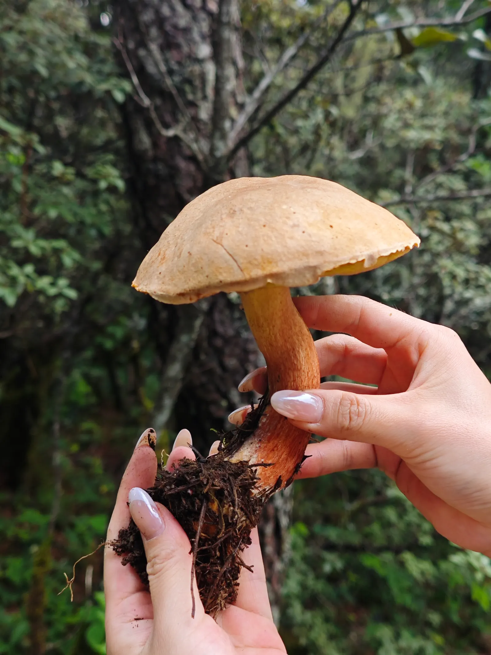 钻进大山里找菌子